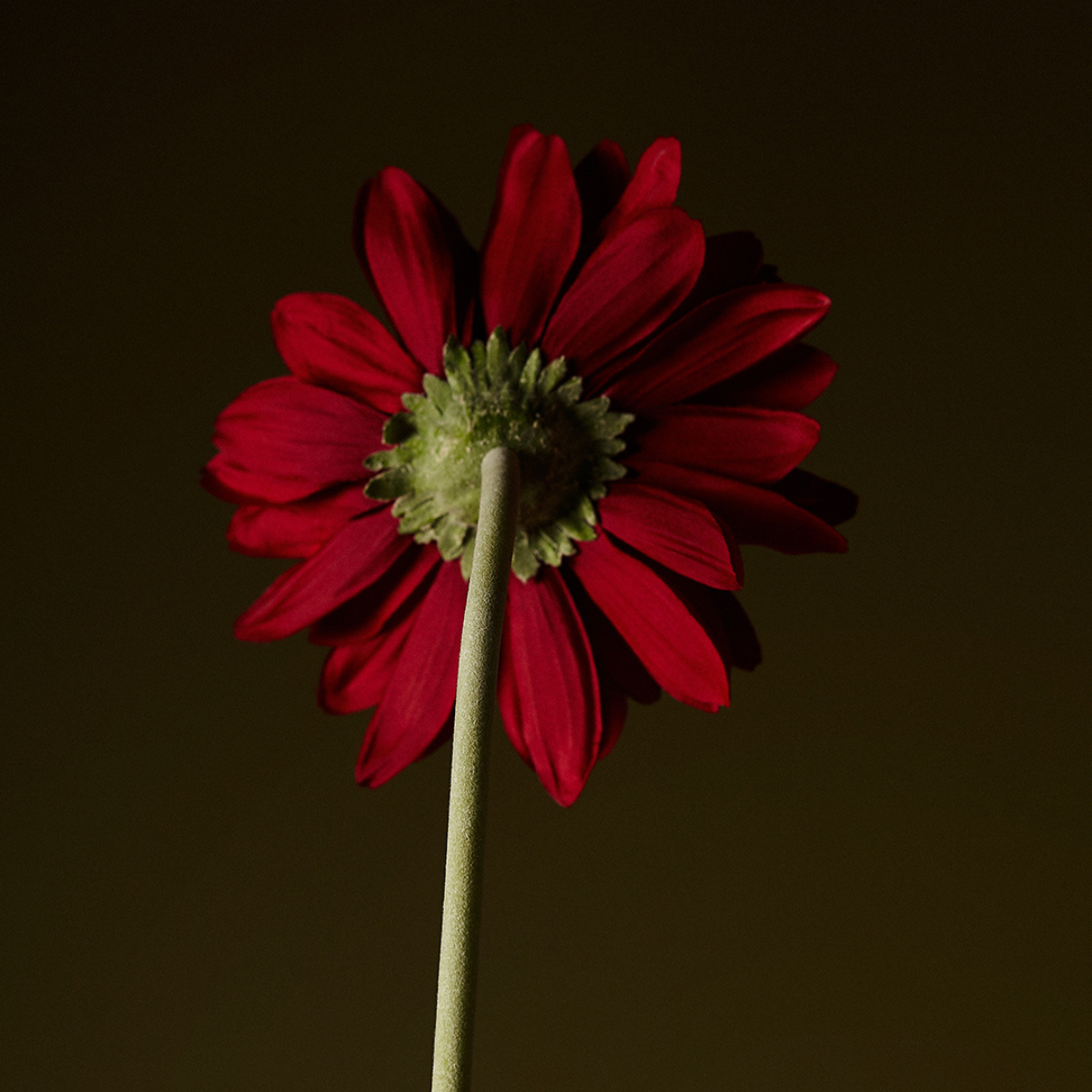 sia-noah-tige-de-gerbera-fleur-artificielle-blanc-59-cm image 8
