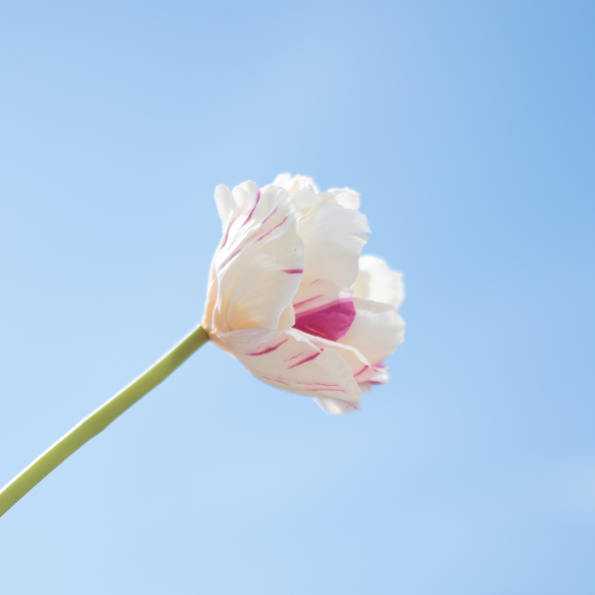sia-deco-noah-tulipe-double-tige-artificielle-blanc-rose-70-cm image 3