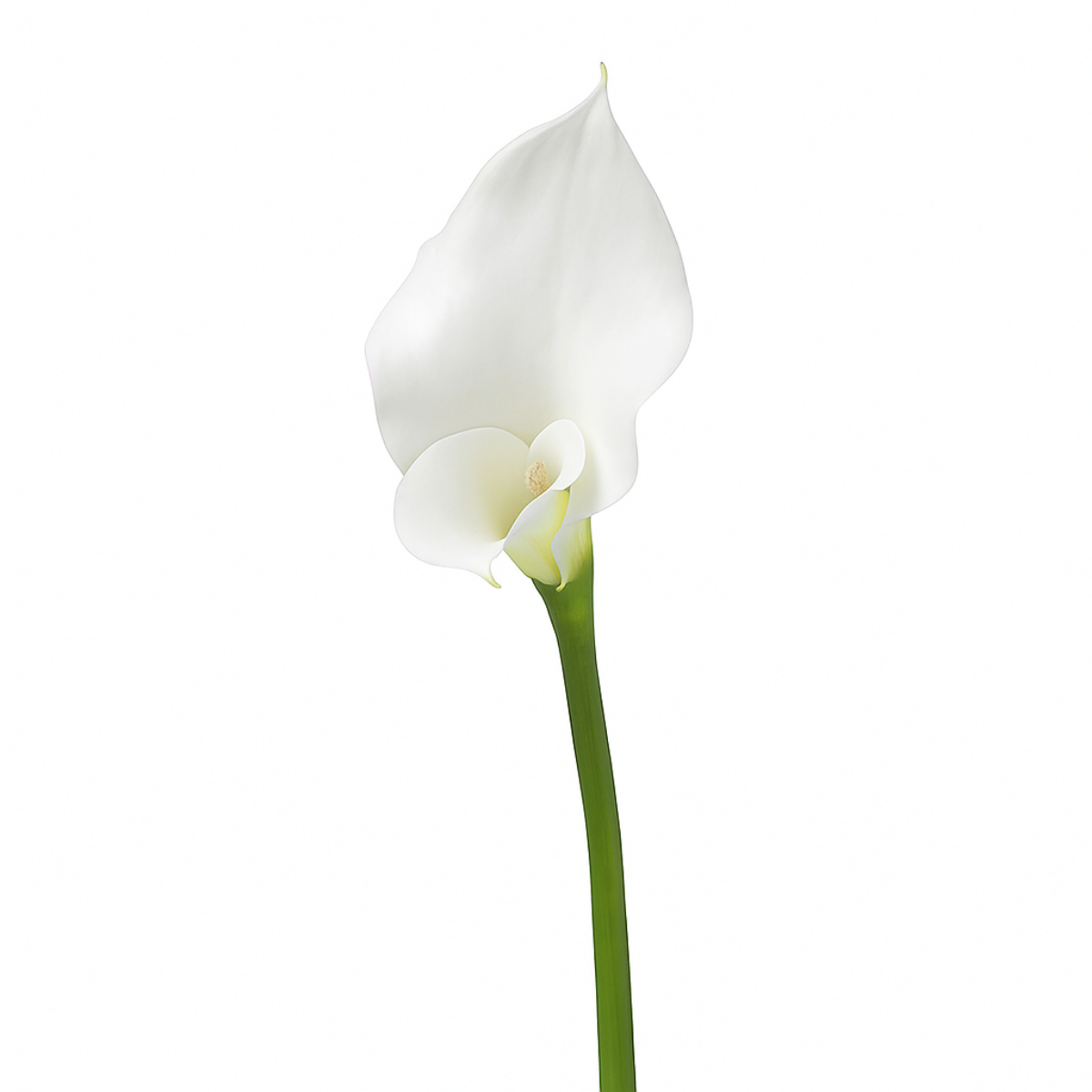 sia-noah-tige-arum-75-cm-fleur-artificielle-blanc-premium image 6