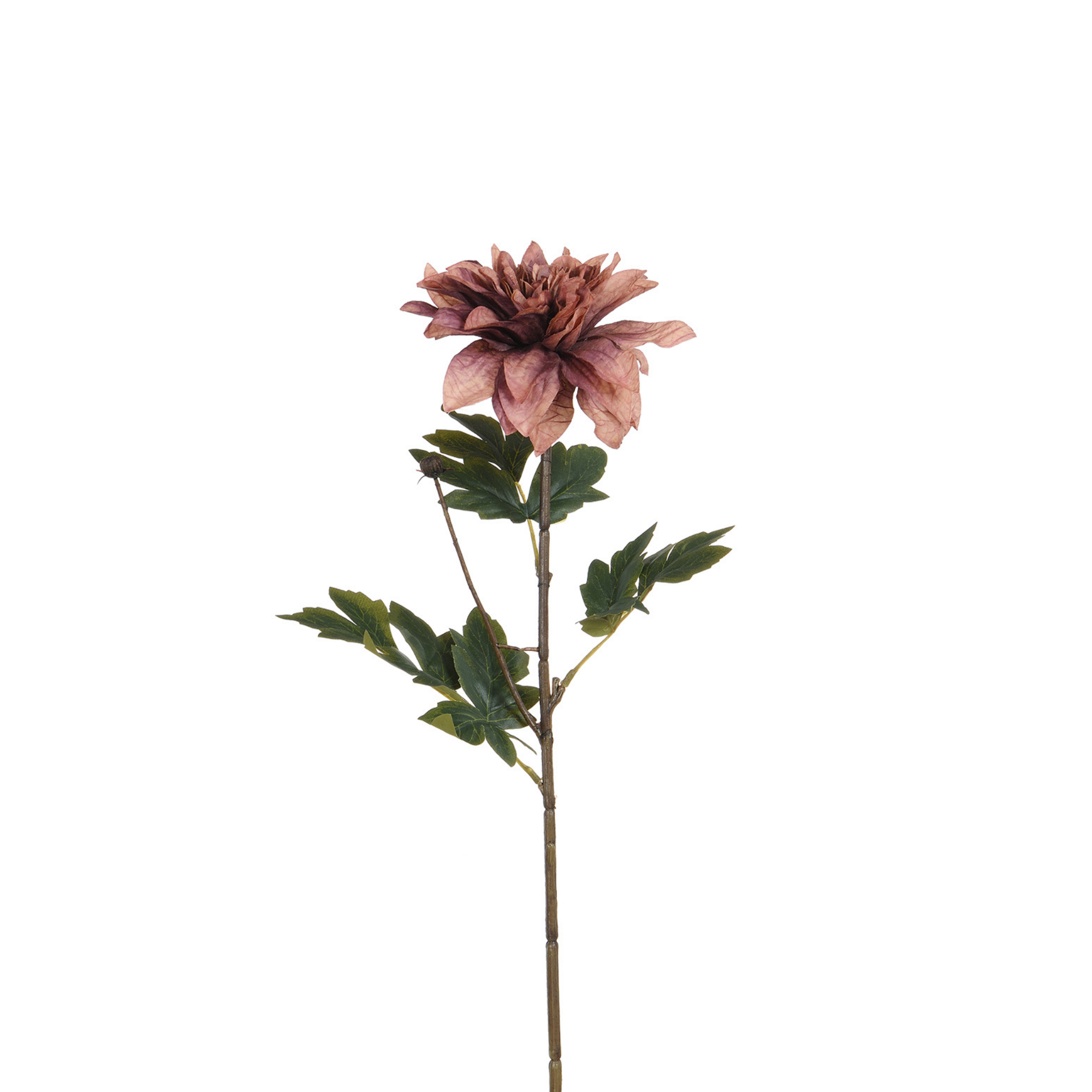 sia-noah-tige-dahlia-blanc-65-cm-fleur image 7