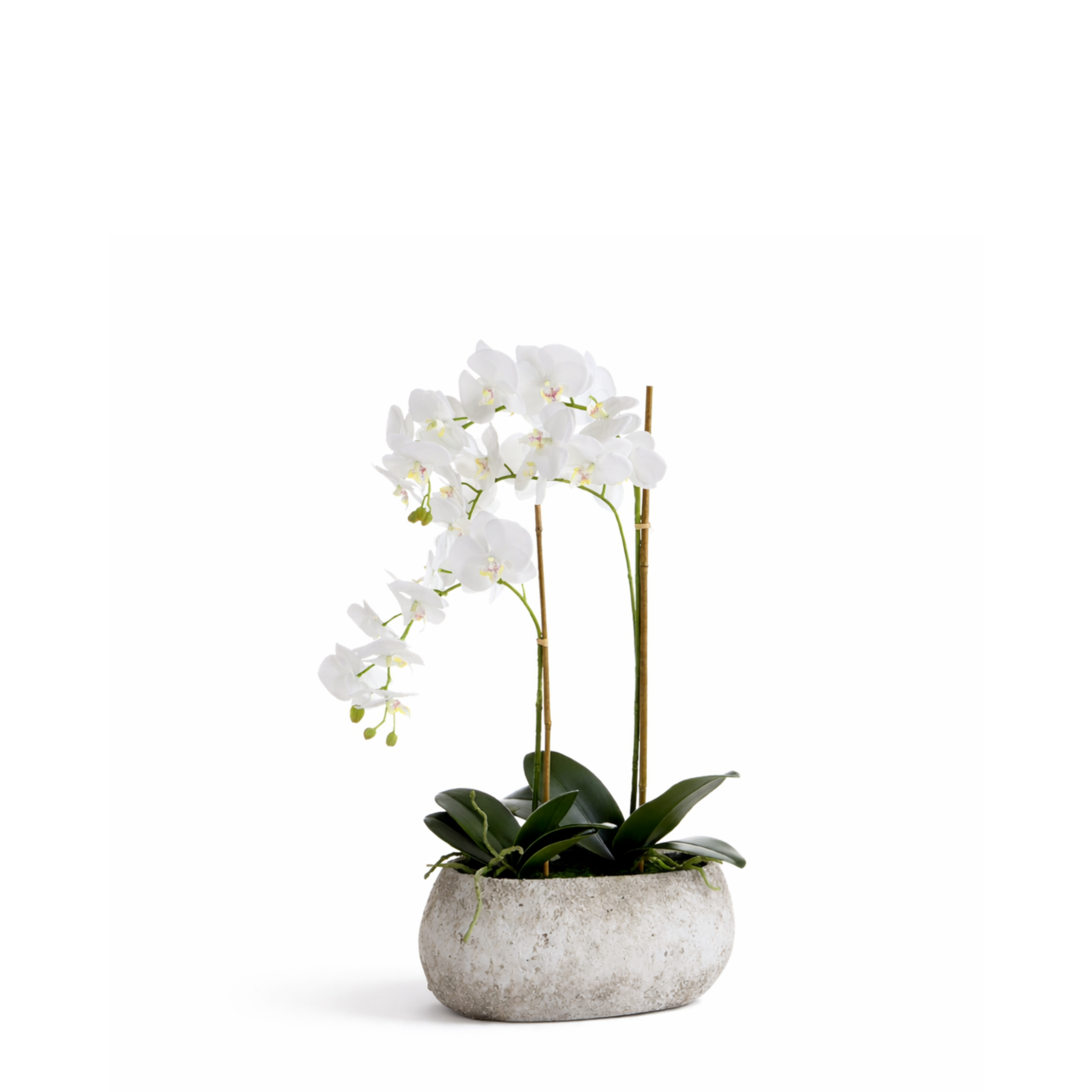 sia-noah-composition-orchid-e-serena-58-cm-blanc-pot image 1