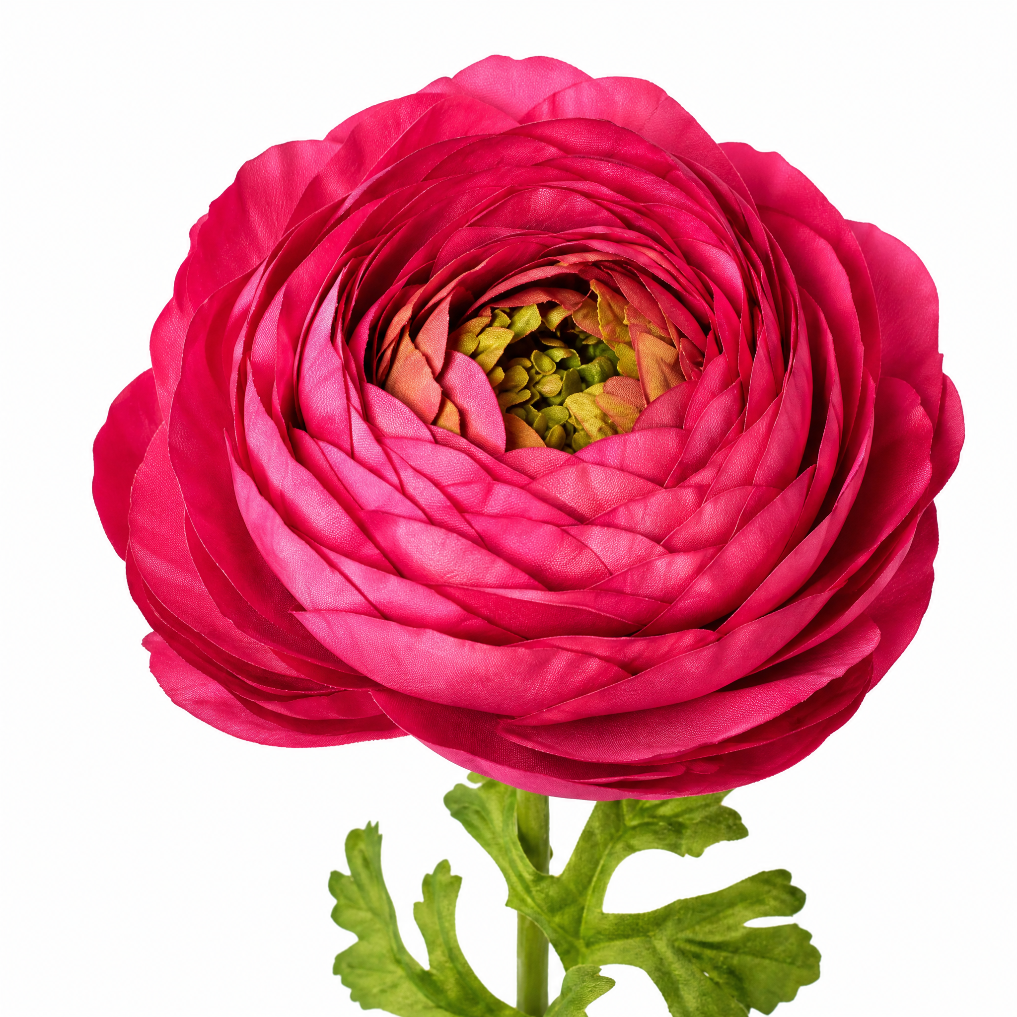 sia-deco-nora-tige-renoncule-ferm-e-fuchsia-40-cm image 4