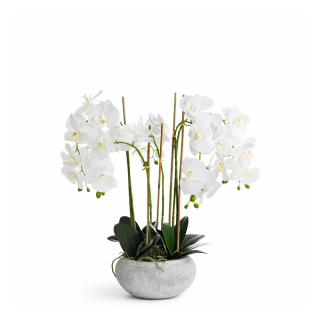 sia-noah-composition-orchid-e-s-r-na-65-cm-blanc image 1