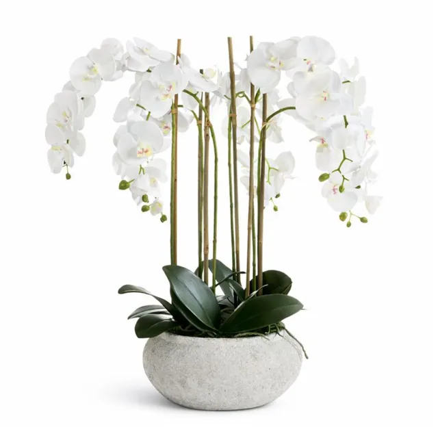 sia-noah-composition-orchid-e-serena-blanche-85-cm image 1