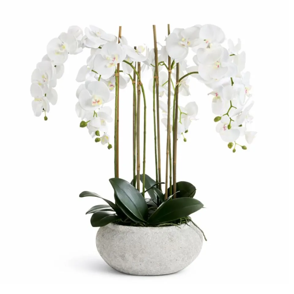 sia-noah-composition-orchid-e-serena-blanche-85-cm image 1