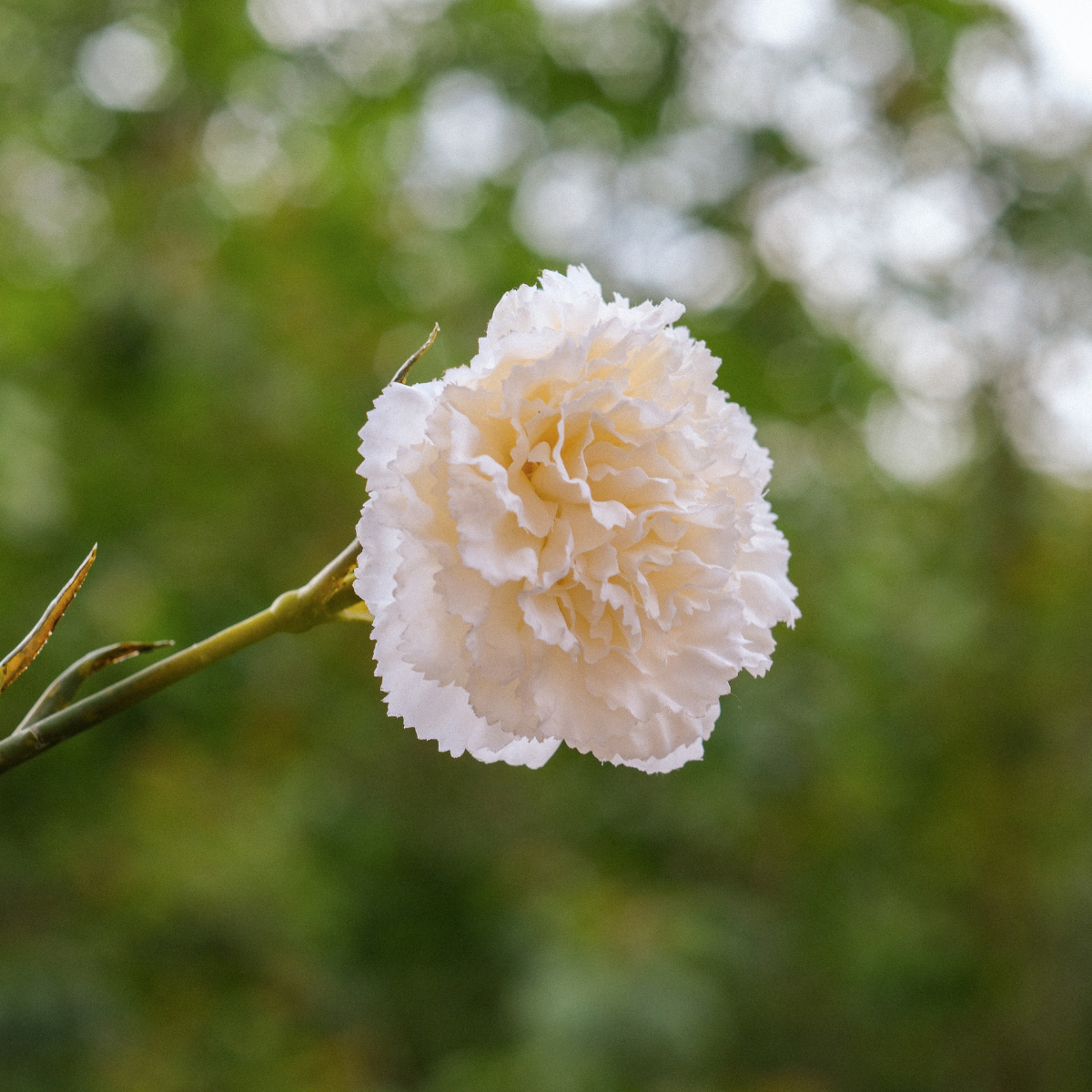sia-noah-tige-oeillet-artificiel-55-cm-blanc-cr-me image 3