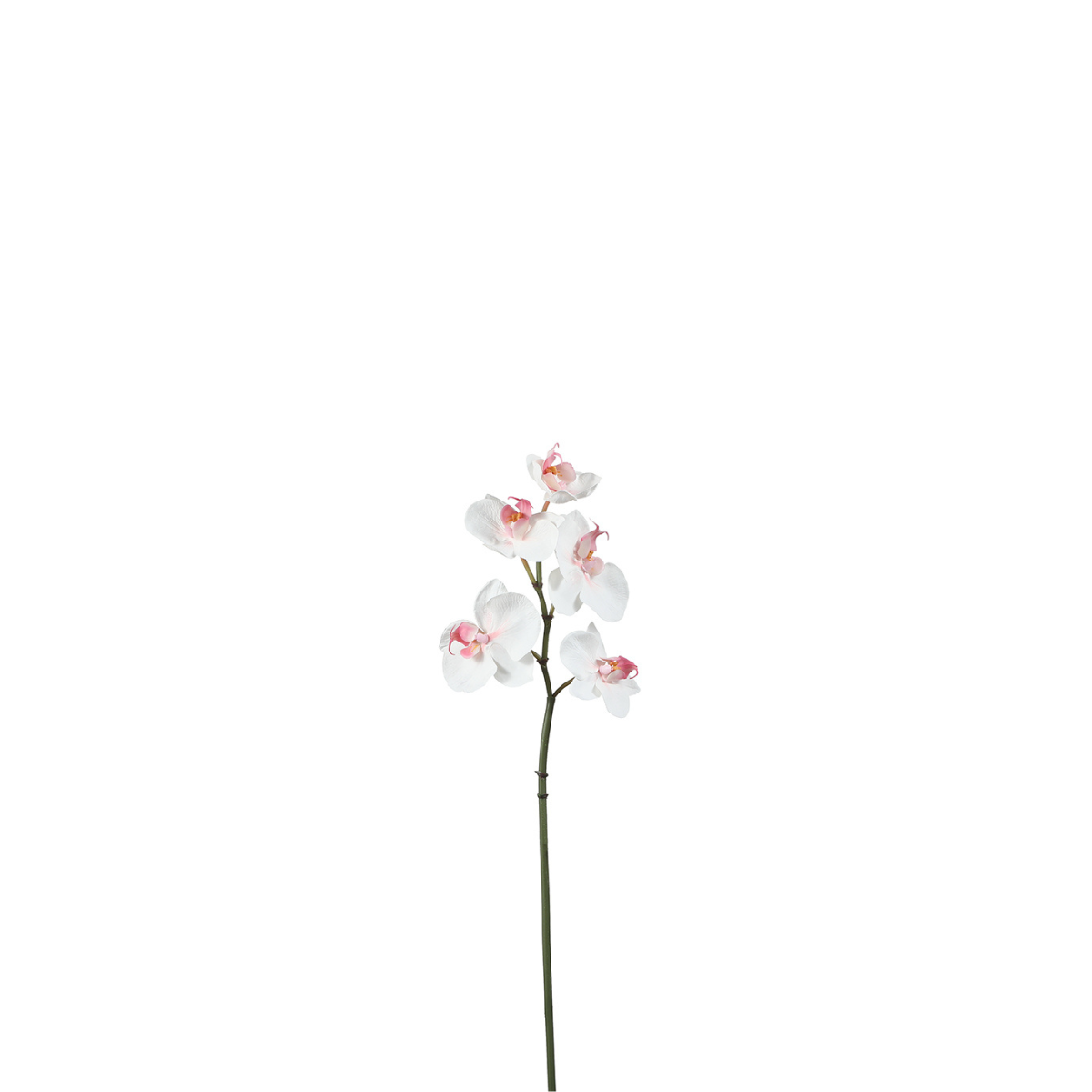 sia-deco-noah-orchid-e-phalaenopsis-blanche-45-cm image 1
