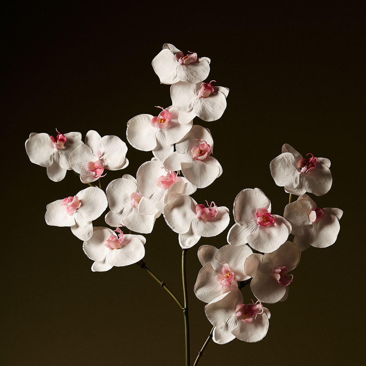 sia-noah-orchid-e-phalaenopsis-fleur-blanche-66-cm image 2
