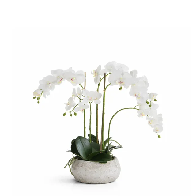 sia-noah-composition-orchid-e-serena-blanche-60-cm image 1