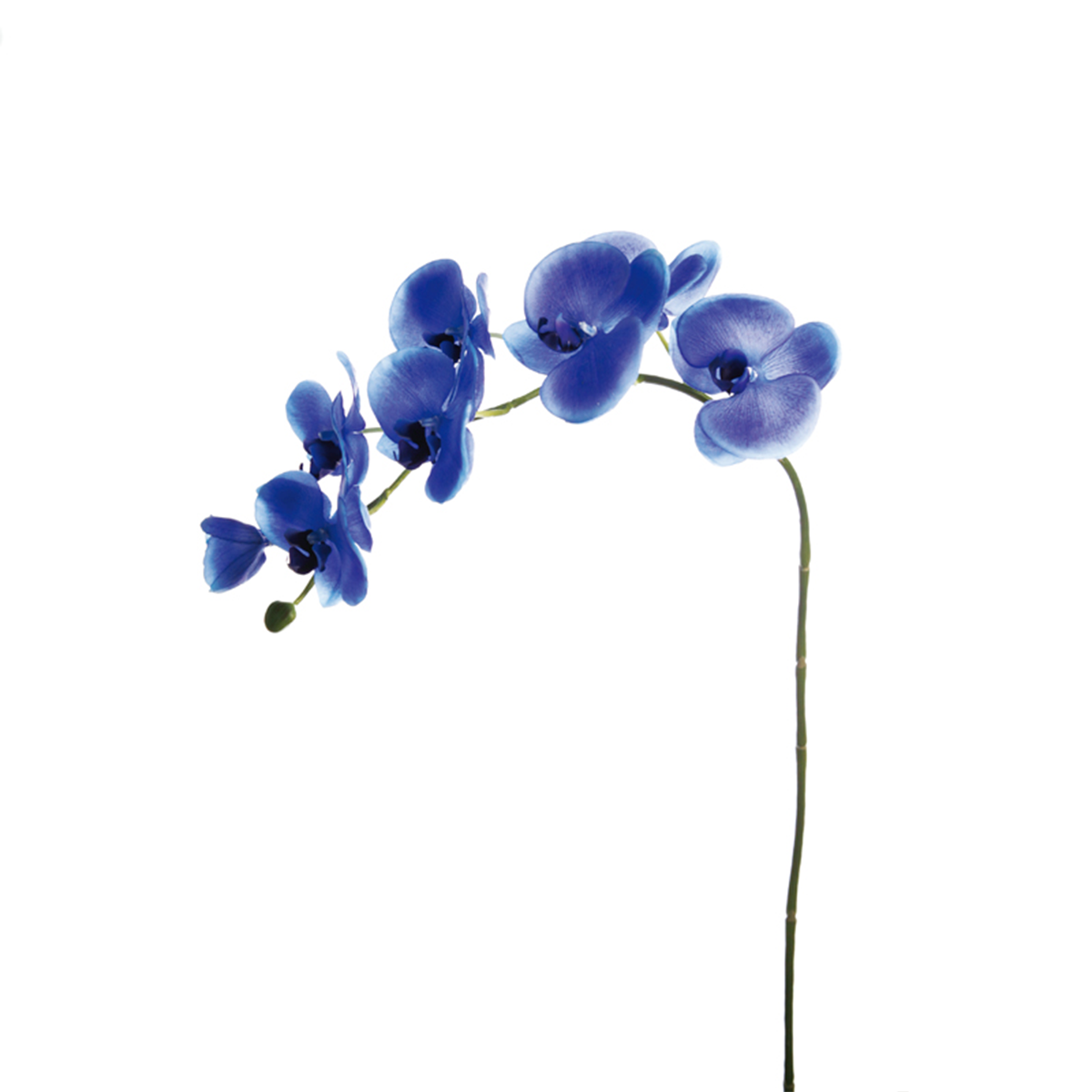 sia-noah-tige-d-orchid-e-phalaenopsis-forever-rouge-82-cm image 4