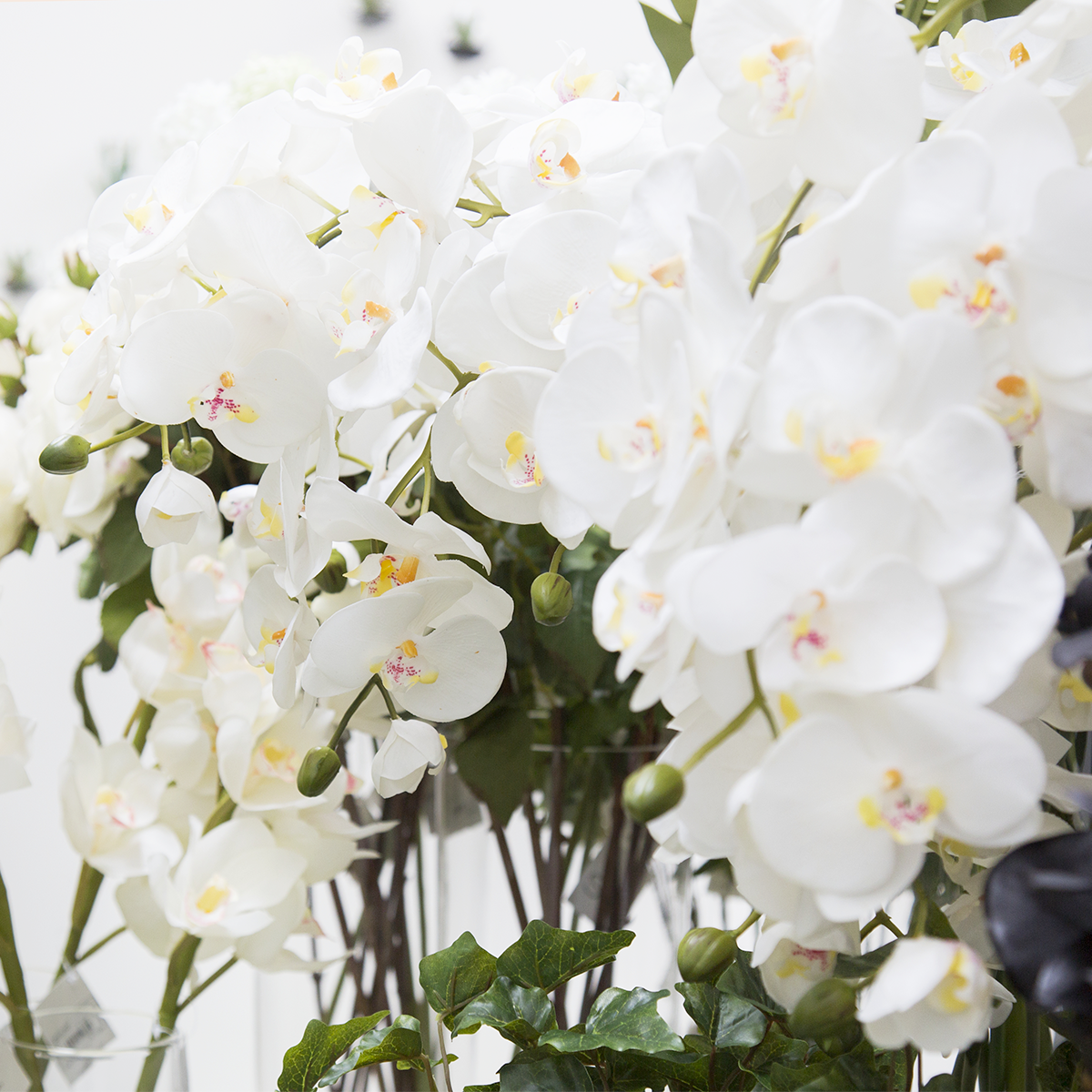 sia-deco-noah-orchid-e-phalaenopsis-forever-fleur-blanche-21-cm image 5