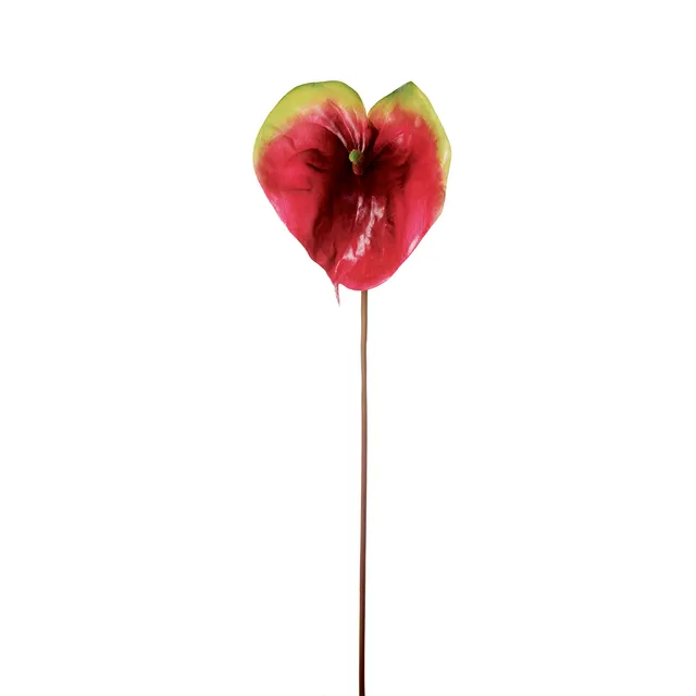sia-noah-vera-tige-anthurium-rouge-83-cm image 1