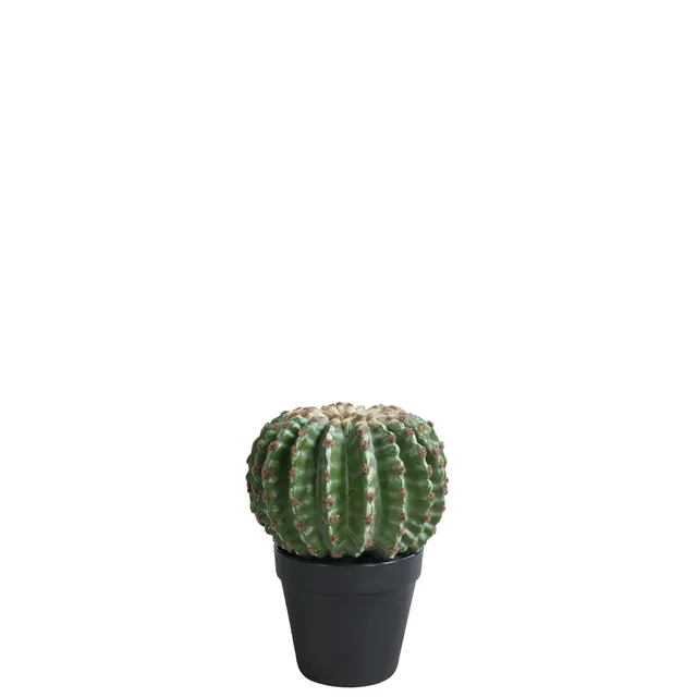 sia-noah-cactus-rond-en-pot-22-cm-vert image 1