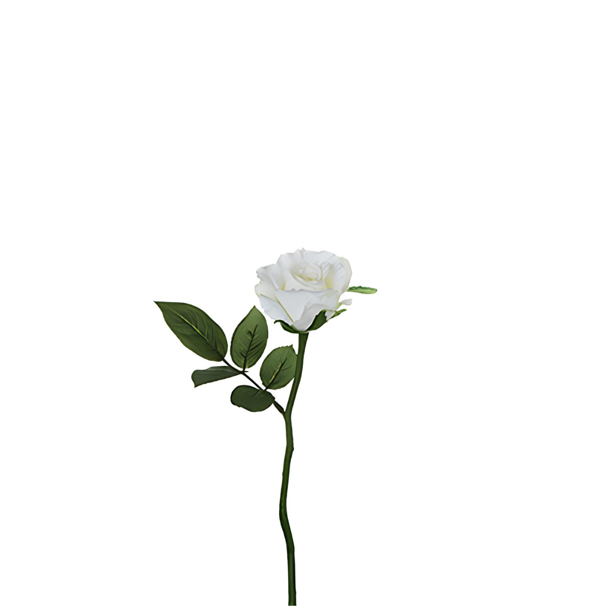 sia-noah-tige-rose-maria-ferm-e-32-cm-rose image 5