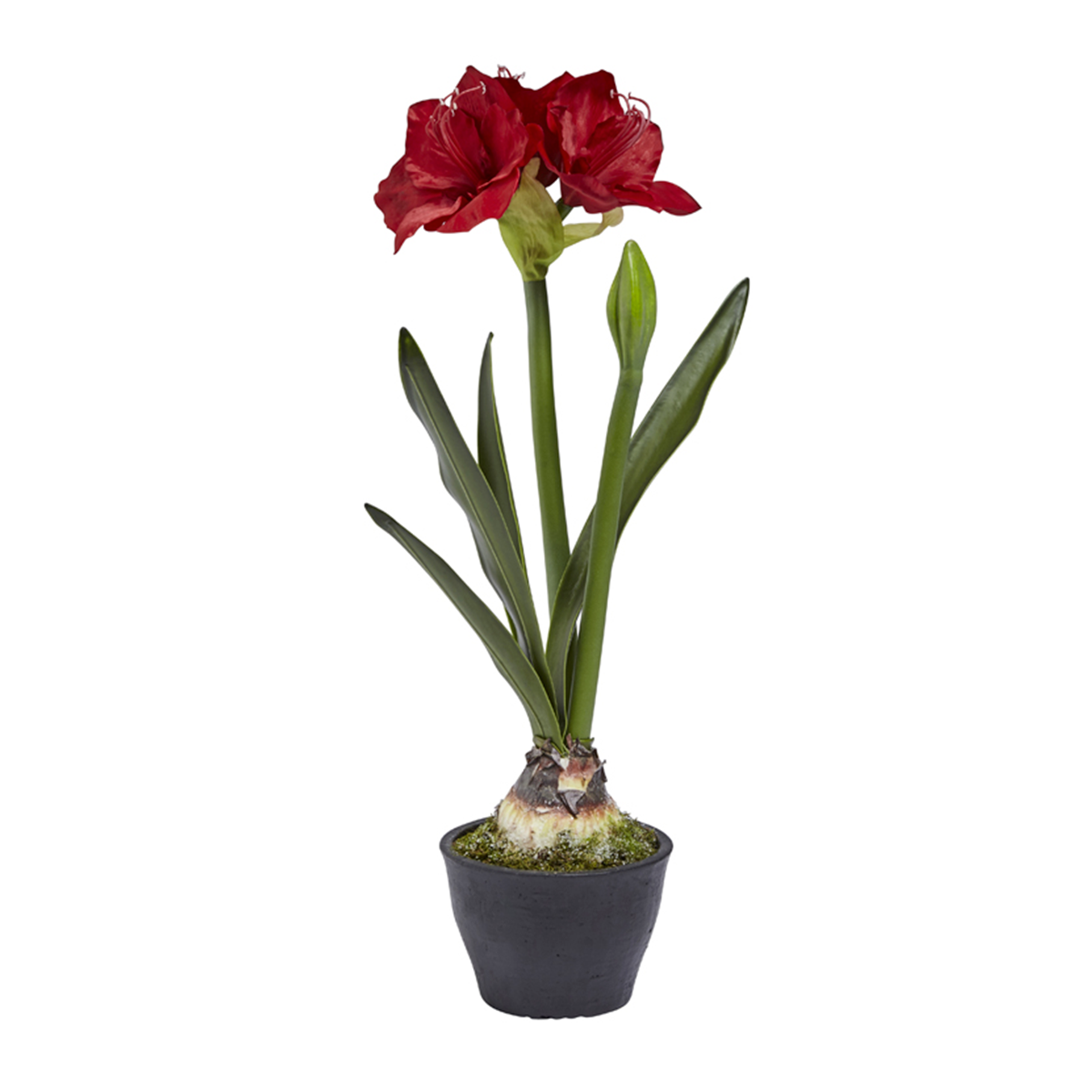 sia-deco-noah-amaryllis-en-pot-70-cm-blanc image 1