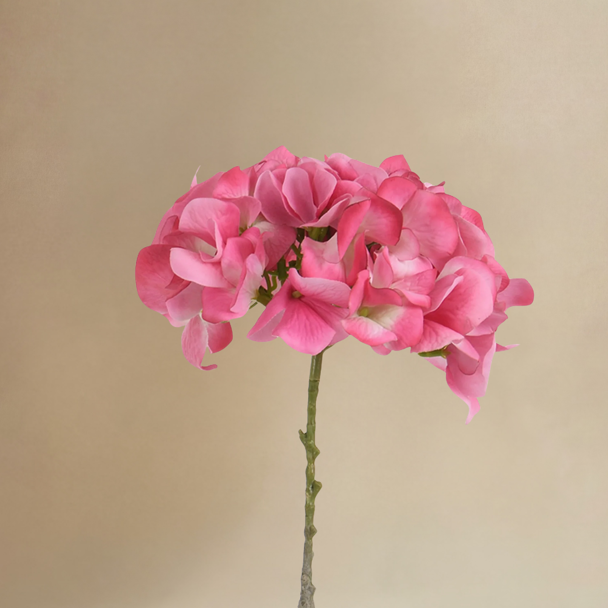 sia-noah-bouquet-hortensia-rose-12-tiges-63-cm-d-grad image 6