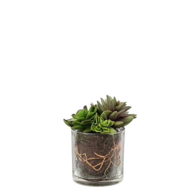 sia-noah-composition-succulentes-vase-transparent-vert image 1
