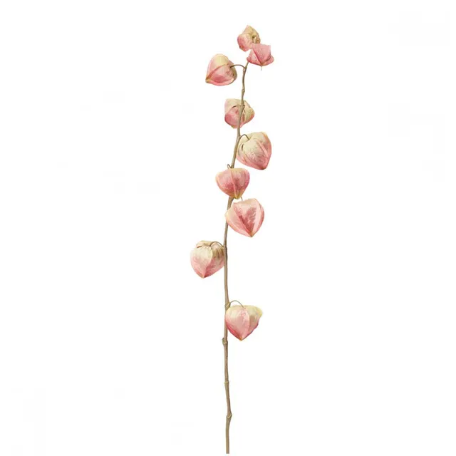 sia-noah-tige-physalis-rose-54-cm-fleur image 1