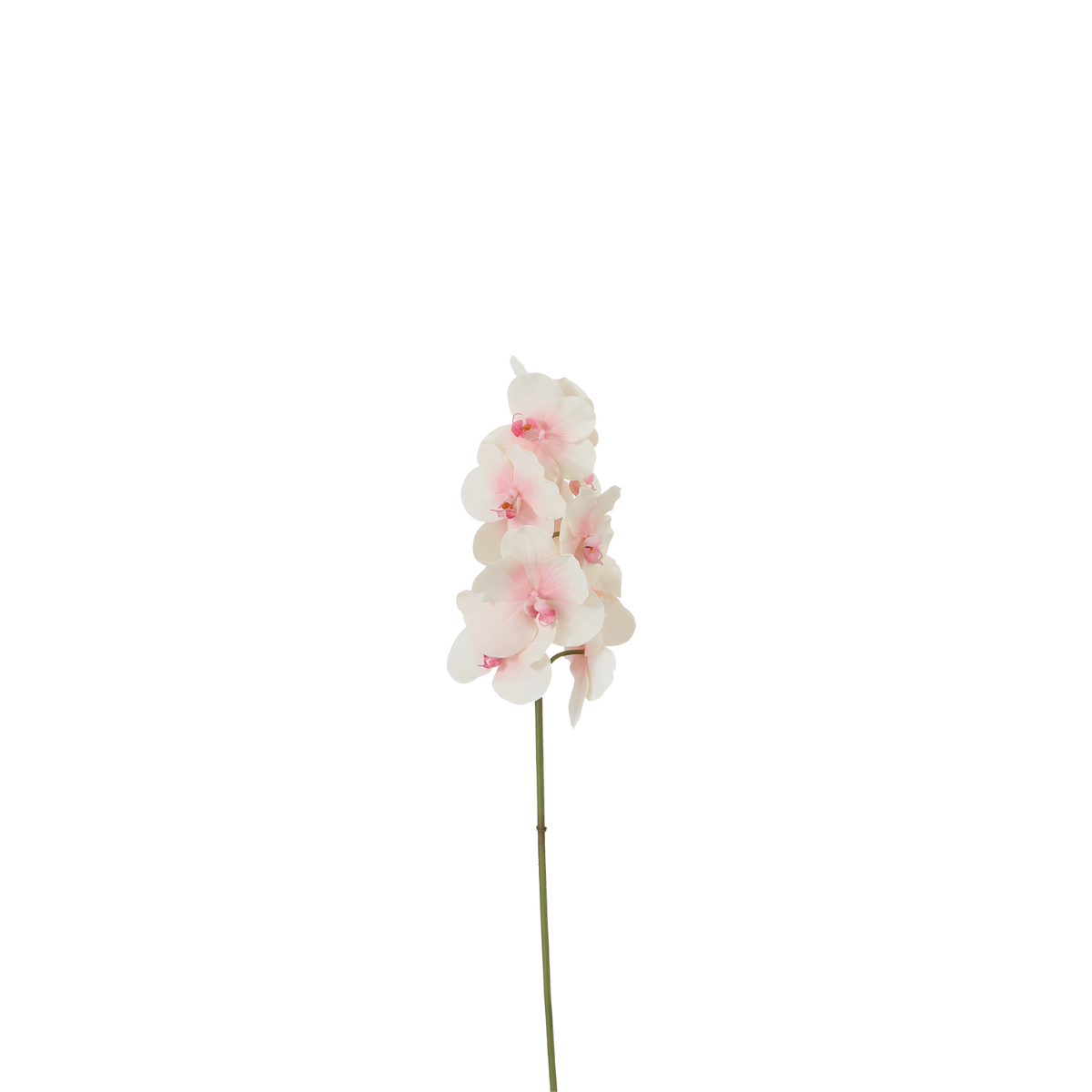 sia-noah-orchid-e-phalaenopsis-tige-50-cm-blanc image 4