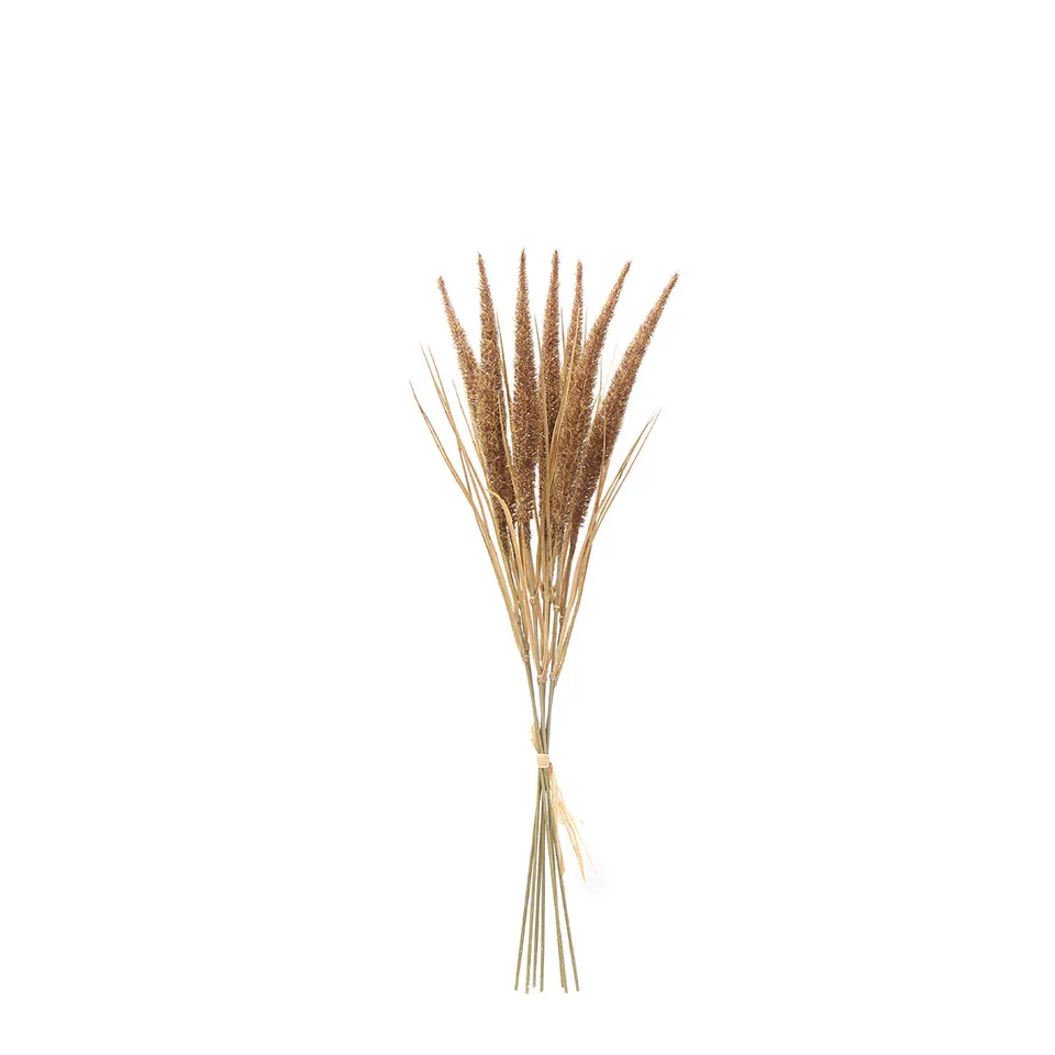 sia-noah-bouquet-pampa-7-tiges-50-cm-marron image 1