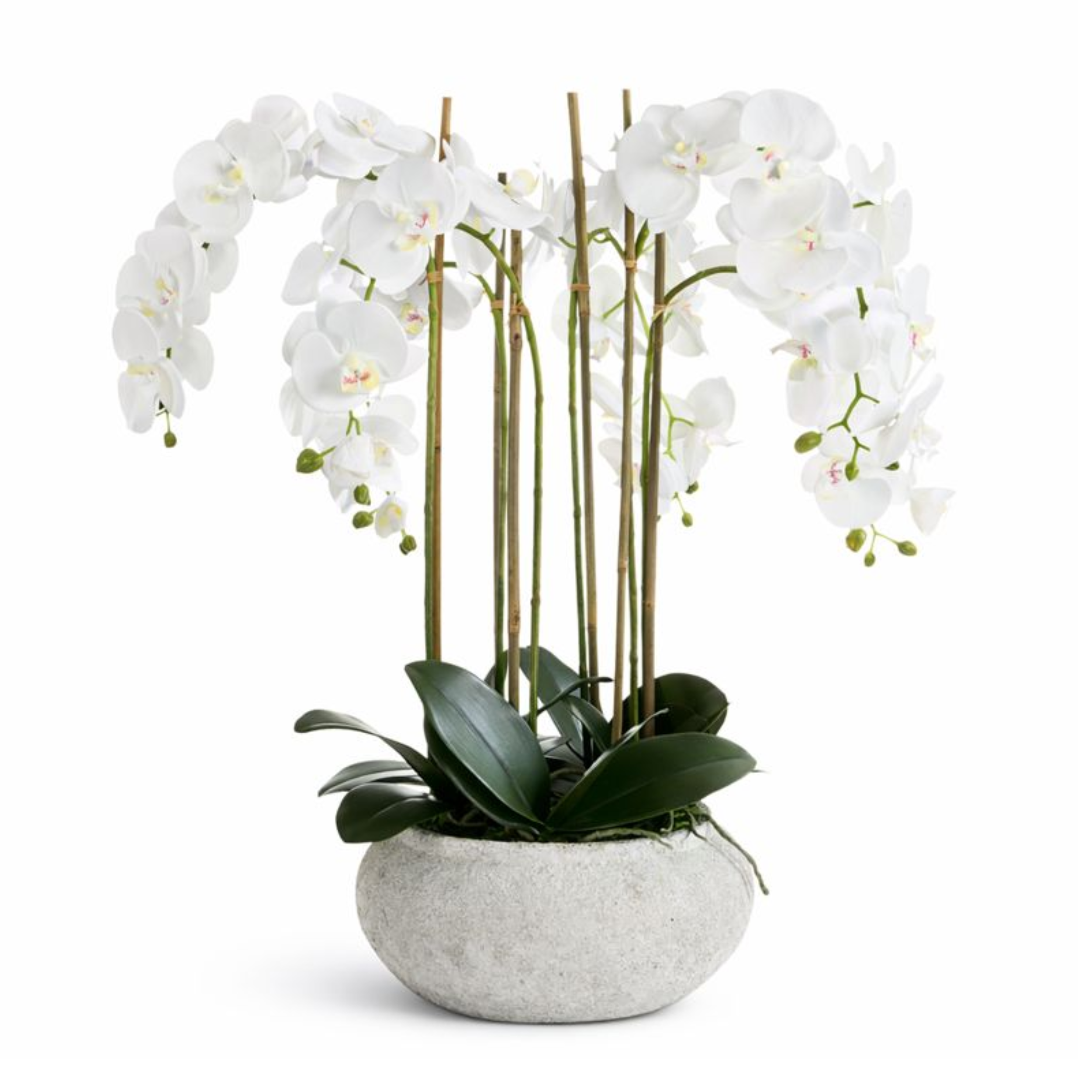 sia-noah-composition-orchid-e-serena-blanche-85-cm image 1