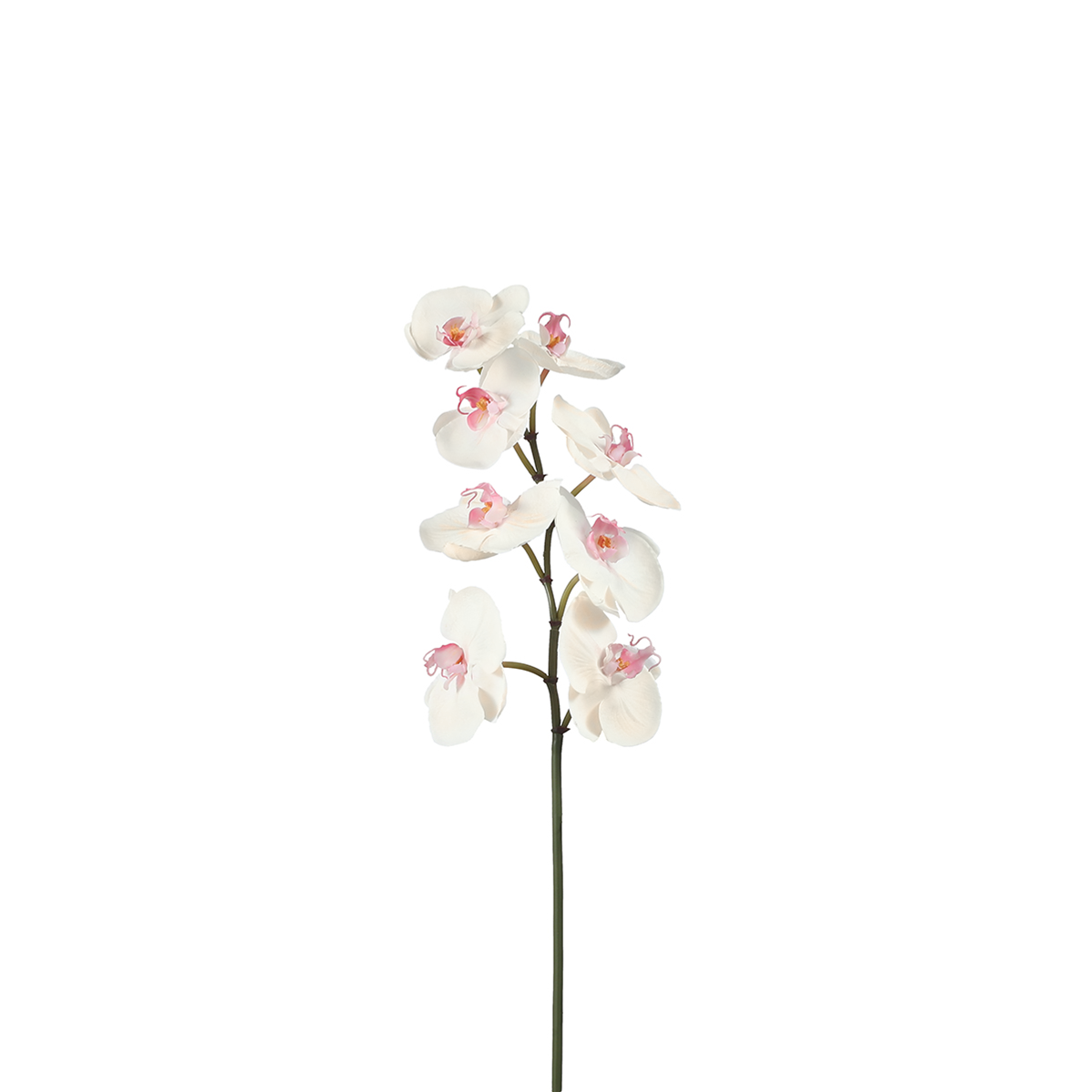 sia-noah-orchid-e-phalaenopsis-60cm-tige-blanc-rose image 5