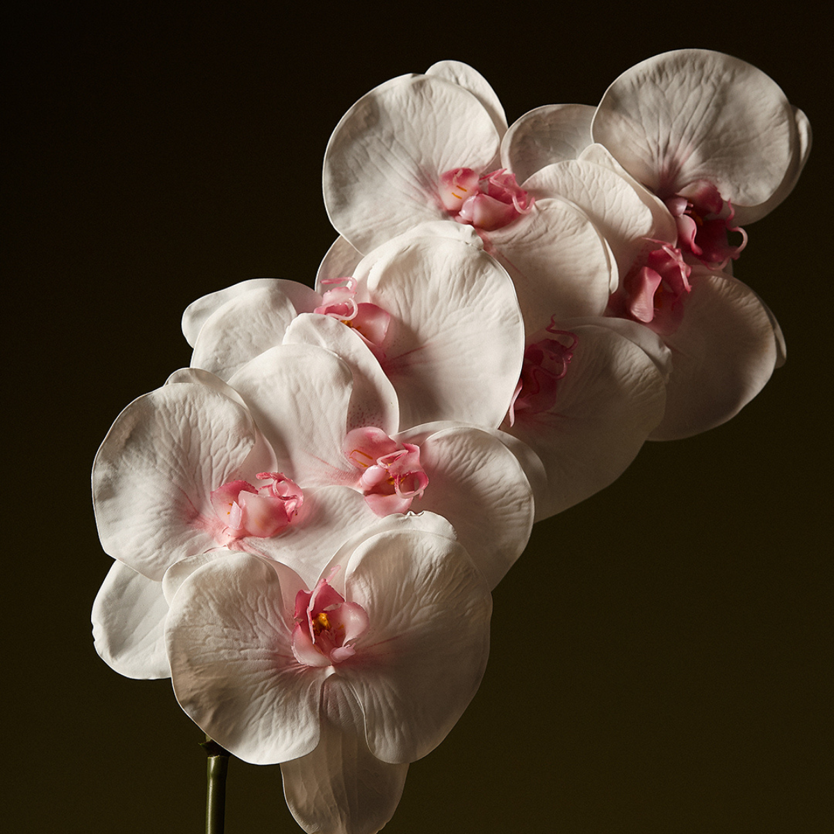 sia-noah-orchid-e-phalaenopsis-60cm-tige-blanc-rose image 2