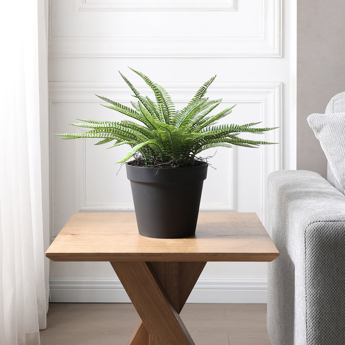 sia-noah-foug-re-en-pot-plante-verte-43-cm image 5