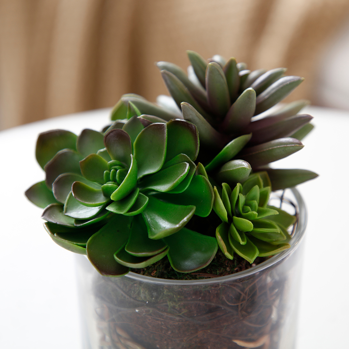 sia-noah-composition-succulentes-vase-transparent-vert image 3