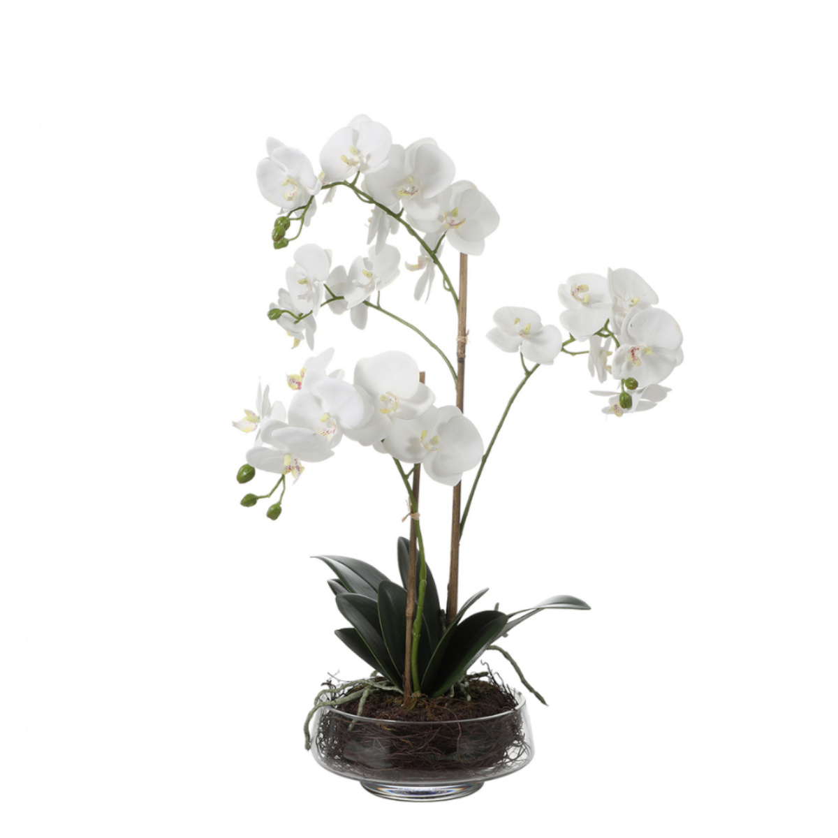 sia-deco-noah-lena-orchid-e-56-cm-plante-blanc-2-branches image 1