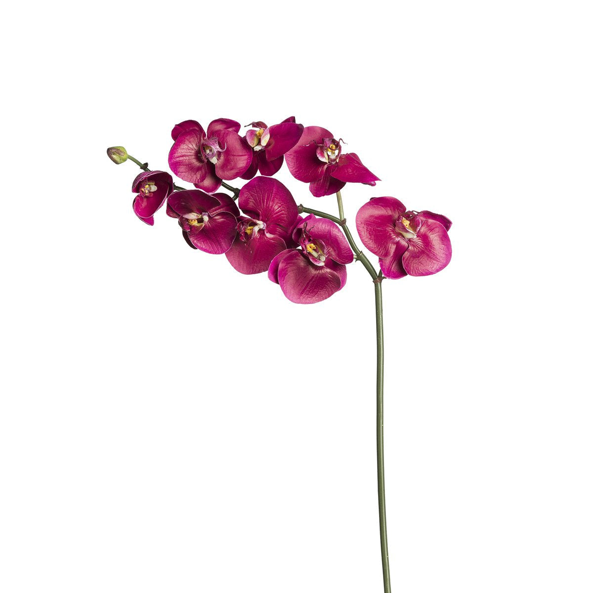sia-noah-budy-tige-orchid-e-phalaenopsis-rose-87-cm image 2