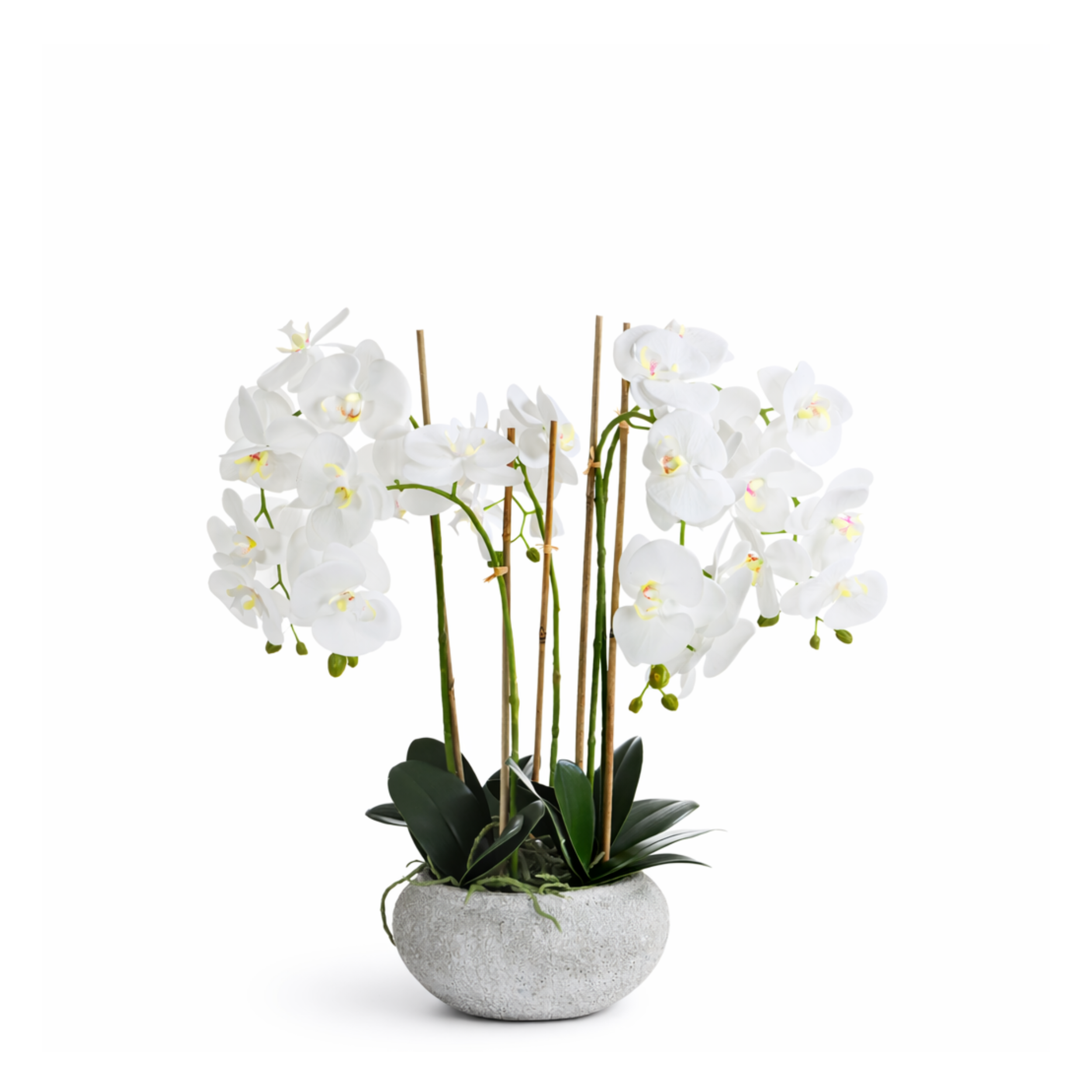 sia-noah-composition-orchid-e-s-r-na-65-cm-blanc image 1