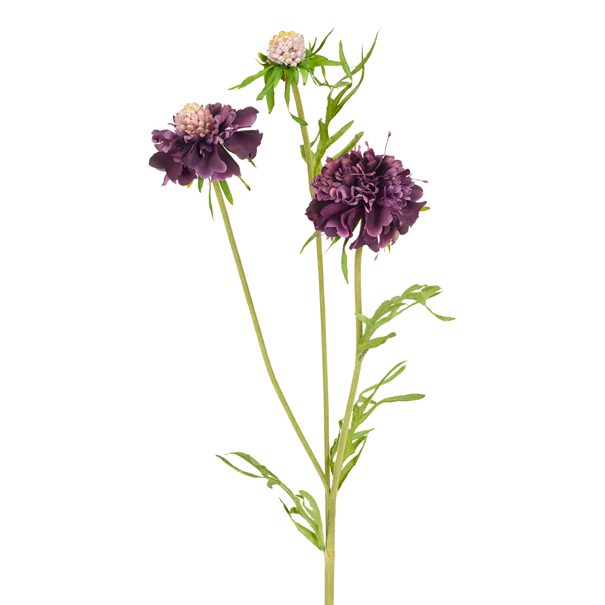 sia-noah-scabiosa-fleur-artificielle-blanc-59-cm image 3