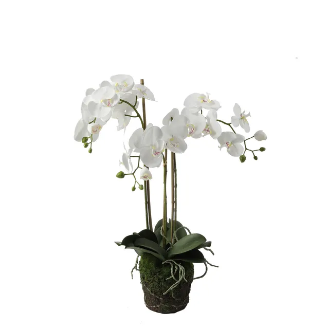 sia-noah-orchid-e-artificielle-terre-75-cm-blanc-phalaenopsis image 1