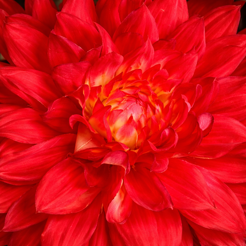 sia-deco-noah-tige-dahlia-premium-70-cm-orange-corail image 8