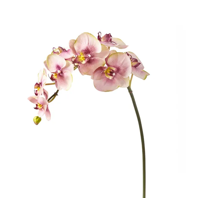 sia-noah-budy-tige-orchid-e-phalaenopsis-rose-87-cm image 1