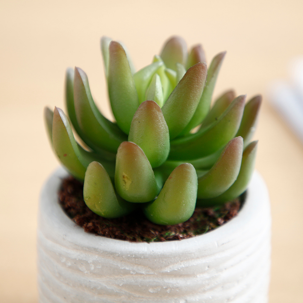 sia-noah-succulentes-plante-artificielle-pot-gris-14-cm image 6