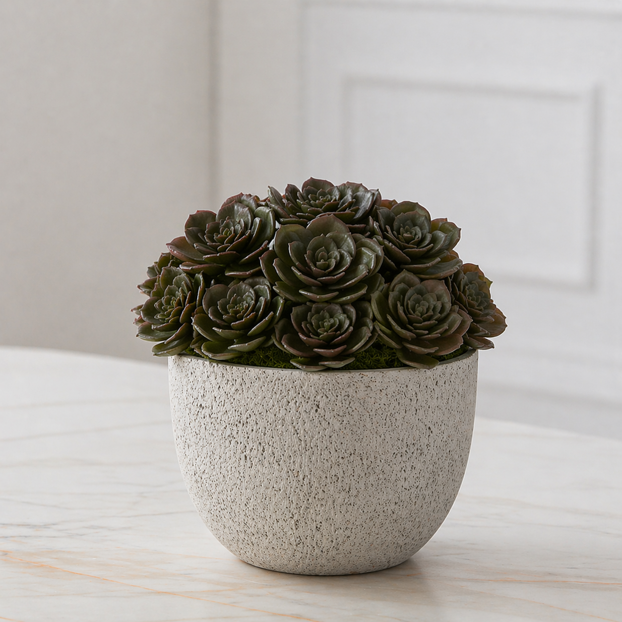 sia-deco-noah-succulente-piquer-verte-30-cm-echeveria image 5