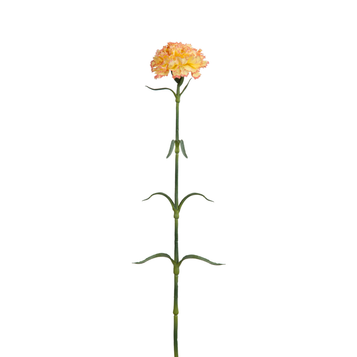 sia-noah-tige-oeillet-artificiel-55-cm-blanc-cr-me image 4