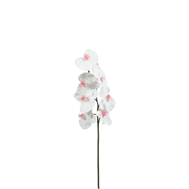 sia-noah-orchid-e-phalaenopsis-60cm-tige-blanc-rose image 1