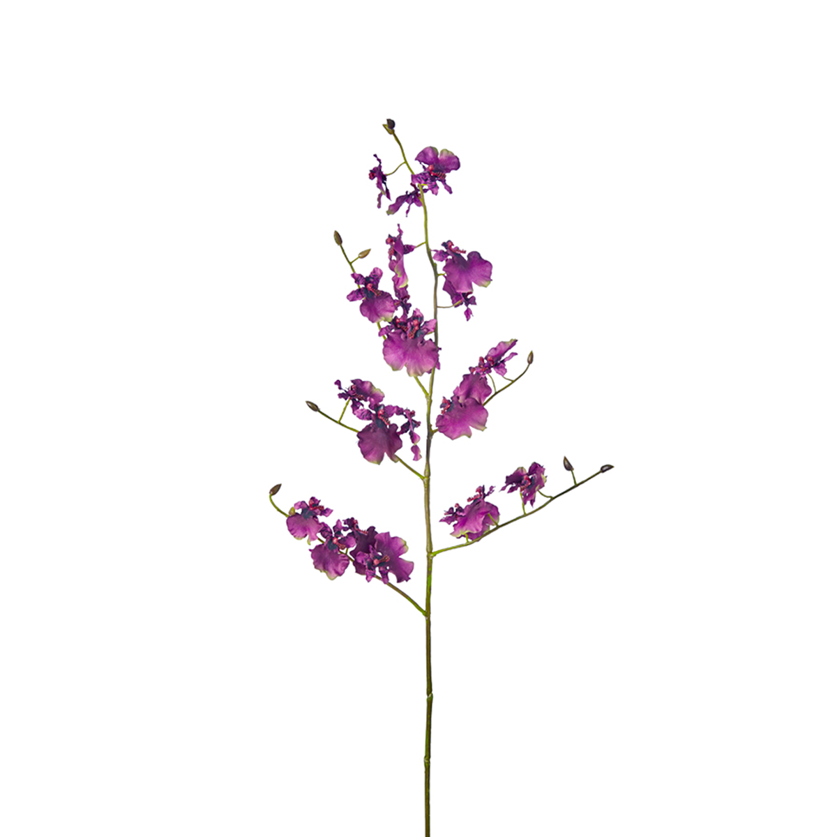 sia-noah-tige-orchid-e-oncidium-violette-94-cm image 1