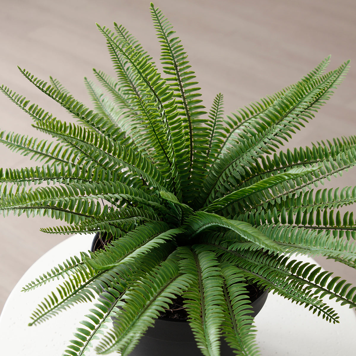 sia-noah-foug-re-en-pot-plante-verte-43-cm image 4