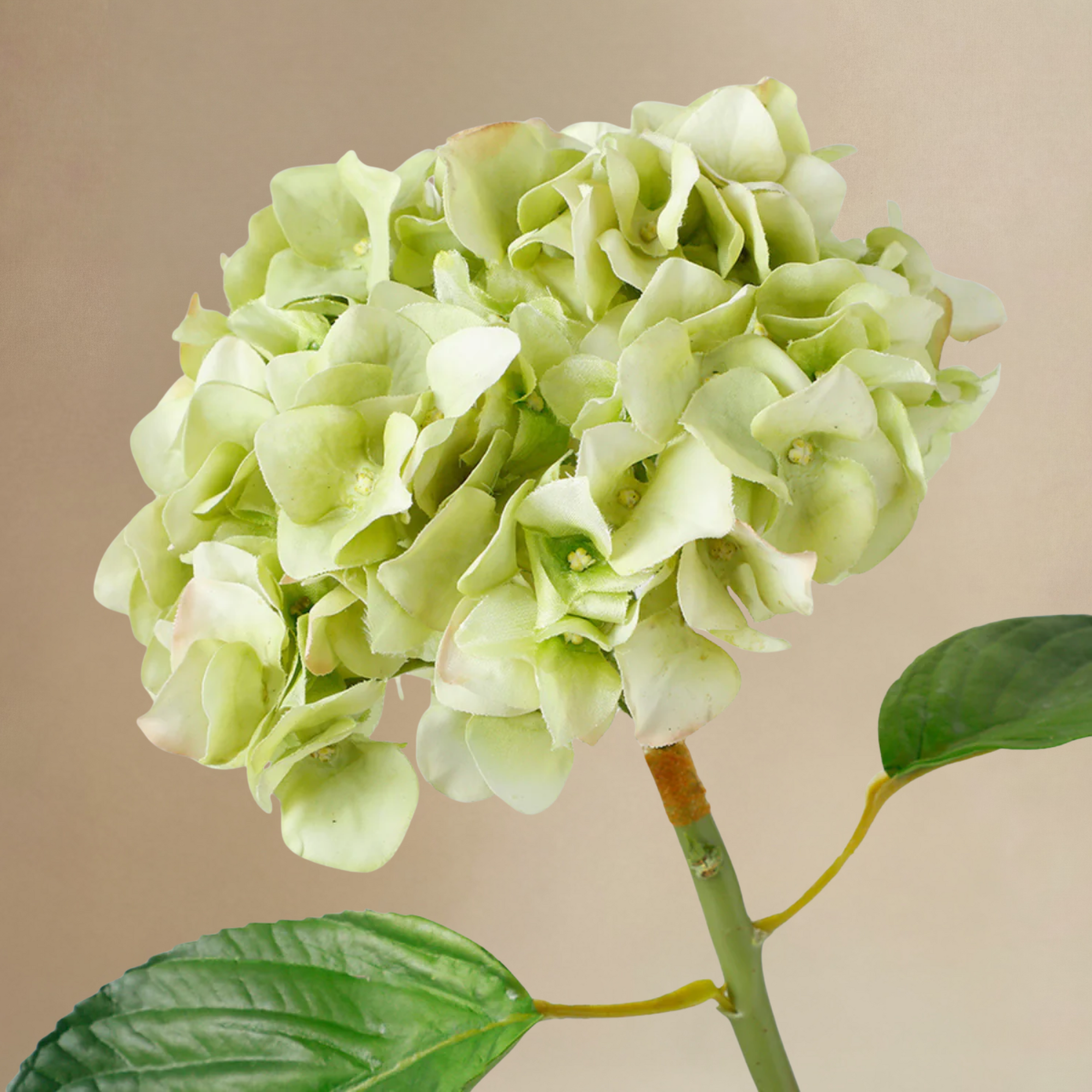 sia-noah-bouquet-hortensias-lora-blanc-vert-7-tiges image 6