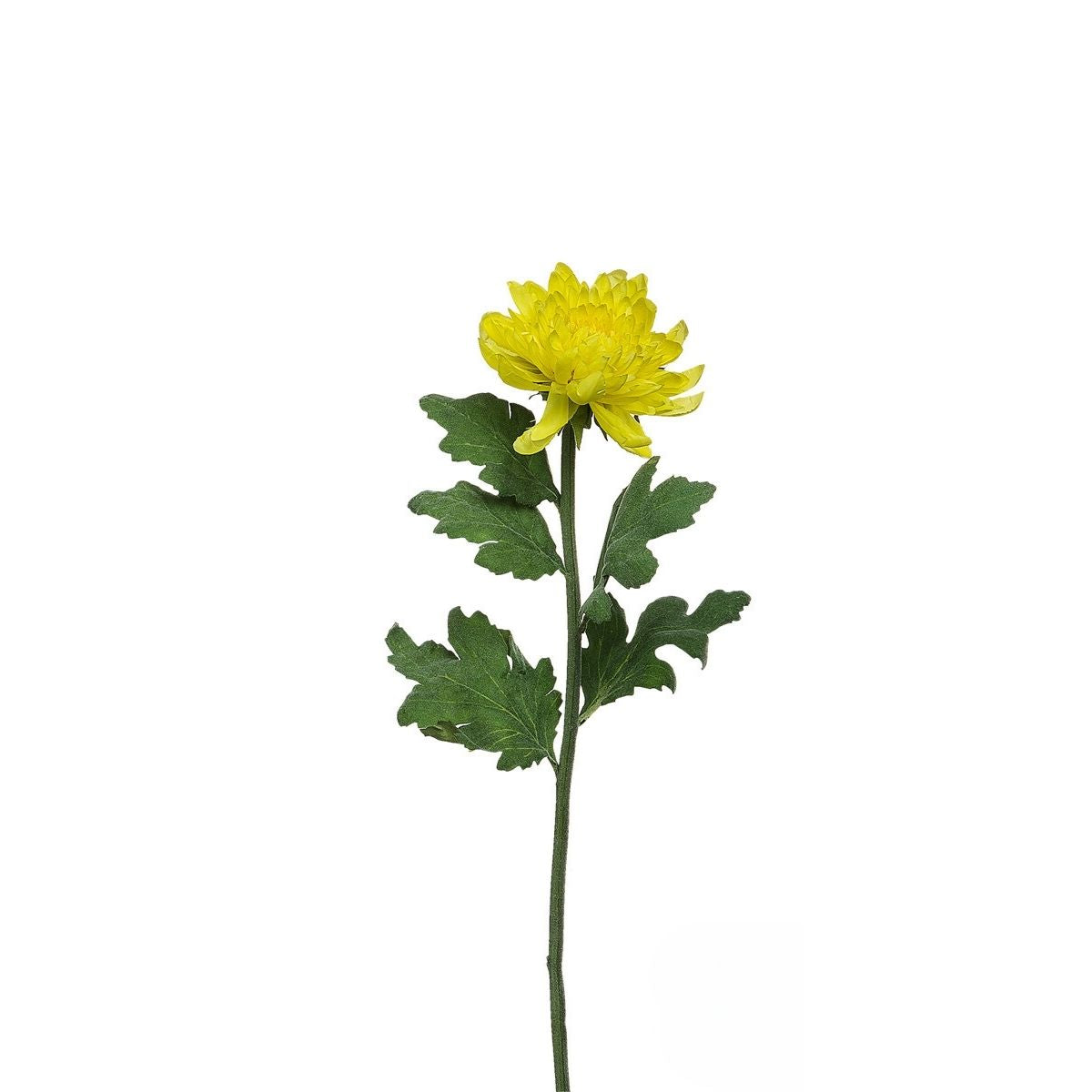 sia-deco-noah-tige-chrysanth-me-mum-jaune-47-cm image 5
