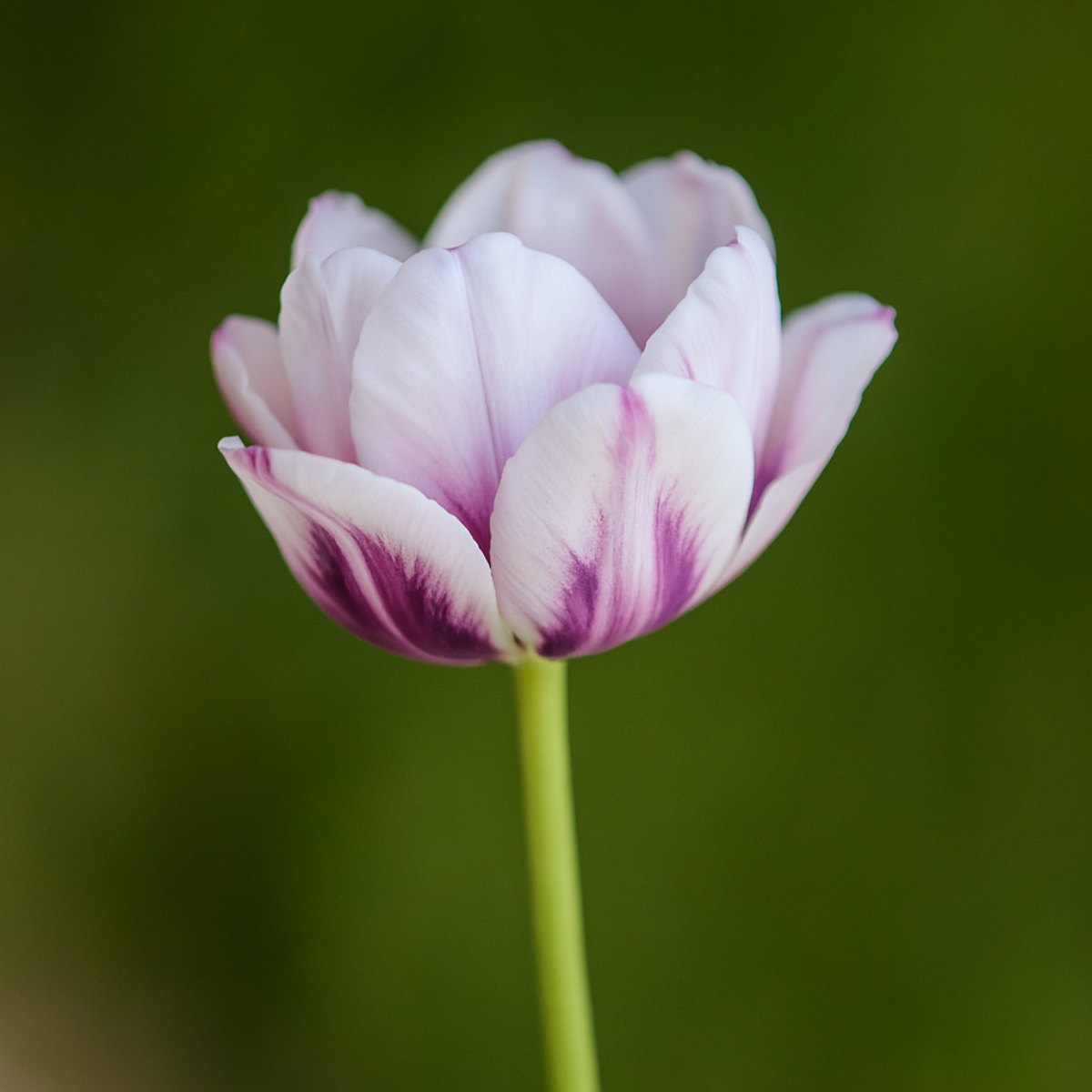 sia-deco-noah-tulipe-double-tige-artificielle-blanc-rose-70-cm image 8