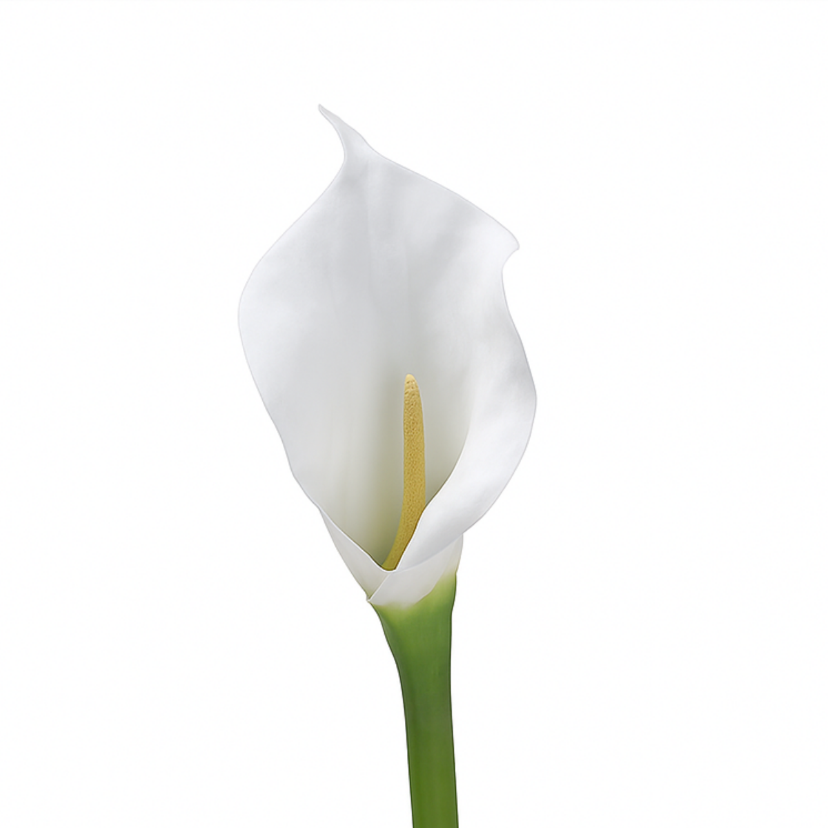 sia-deco-noah-tige-arum-artificielle-75cm-blanc image 1