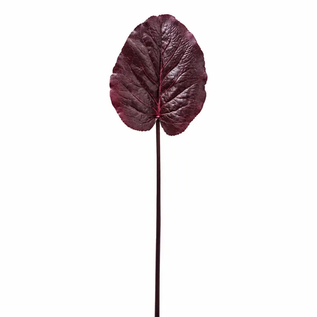 sia-noah-galax-feuille-artificielle-bordeaux-85-cm image 1