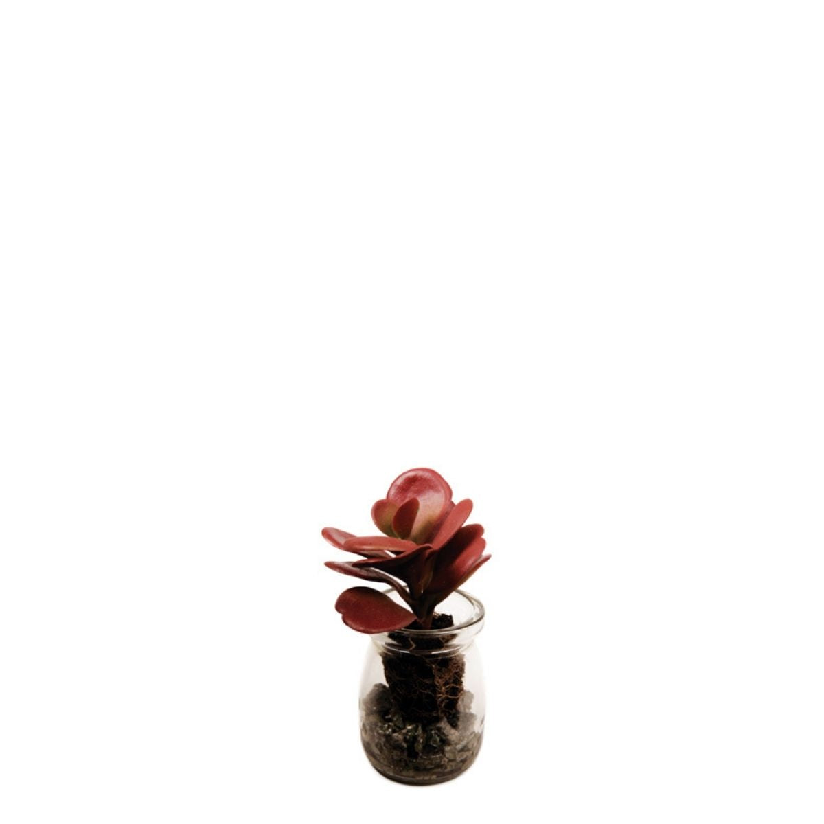 sia-noah-succulente-crassula-pot-bordeaux-13-cm image 1