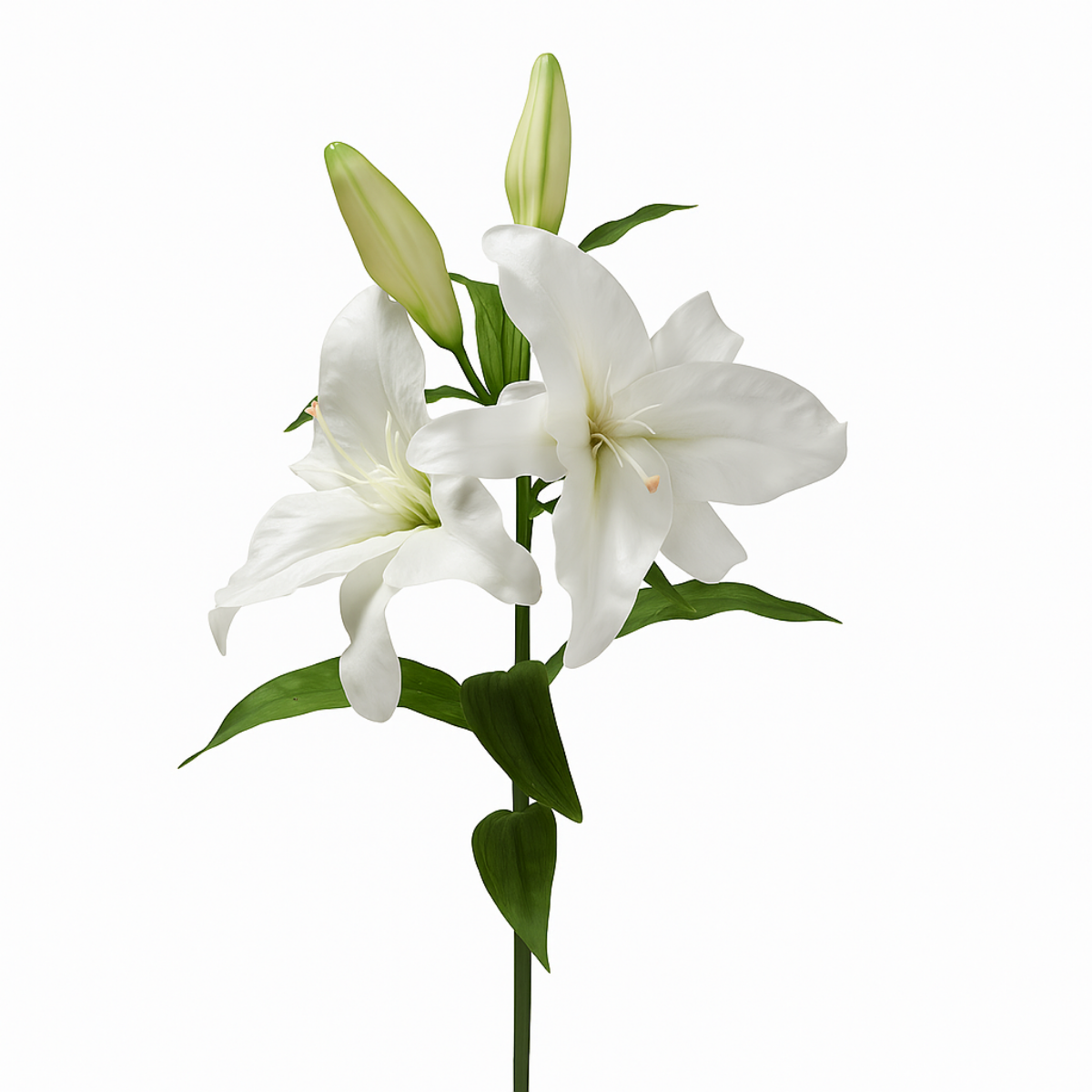 sia-deco-noah-lys-casablanca-premium-95-cm-fleur-blanc image 1