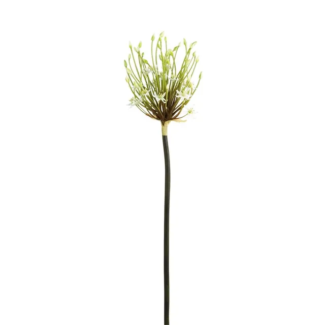 sia-noah-tige-allium-spider-blanc-100-cm image 1